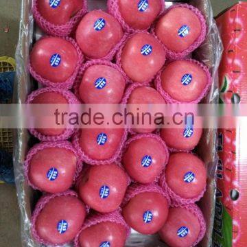 2016 China Red Honey Fuji Apple photo-2
