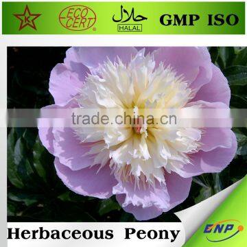 bnp supplier GMP ISO essential oil of peony powder