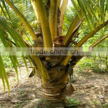 Natural Coconut Fruit Palm Tree