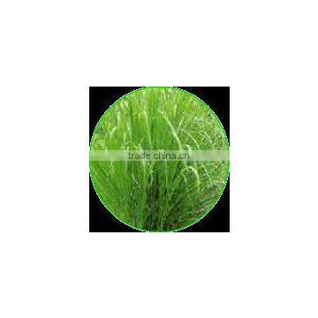 100% Pure & Natural Lemongrass Oil photo-2