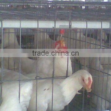 Poultry Cages