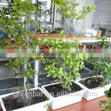 High tech magic planting pot for growing indoor