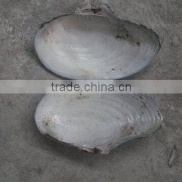 China Freshwater Shell Material Raw Mother of Pearl River Shells photo-2