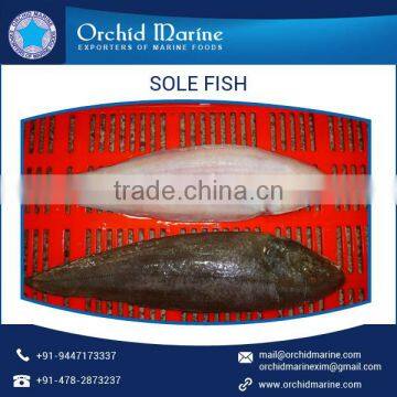 Premium Supplier of Protein Vitamin Rich Sole Fish/ Frozen Sea Food