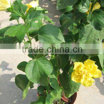 Hibiscus Shrub Trees Different Color and Varities photo-4