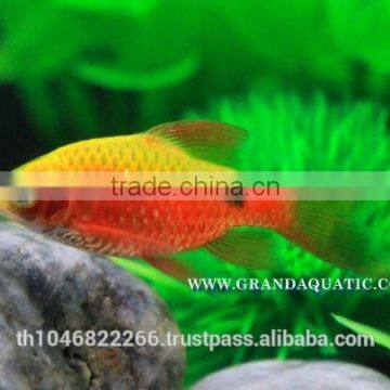 Rosy Barb Fish Farm For Sale and Export photo-6