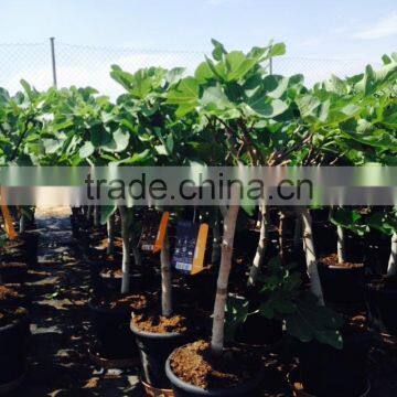 Ficus Carica "Mini Copa" photo-2