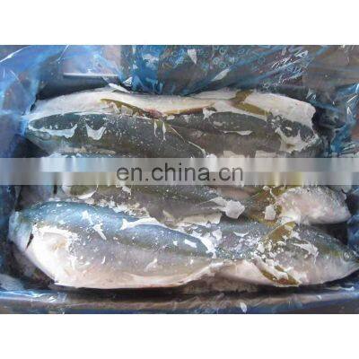 Frozen Yellow Tail Fish Price Horse Mackerel Seafood photo-3