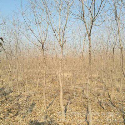 One Chinese Tallow Tree With a Trunk Diameter of 8 cm at Breast Height in 2020 for Sale photo-2