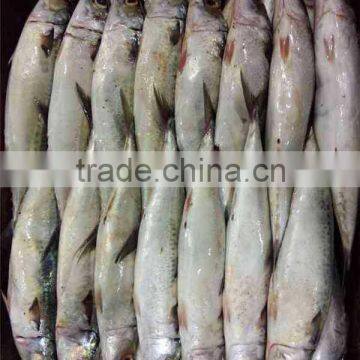 Mackerel(scomber Japonicus) WR photo-2