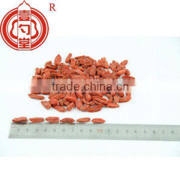 Lycium Barbarum photo-3