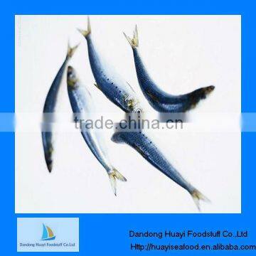 High quality frozen sardine whole round