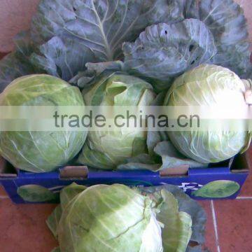 Fresh Cabbage