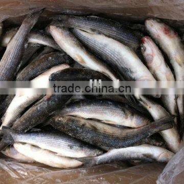 Frozen Grey Mullet Fish Wholesale