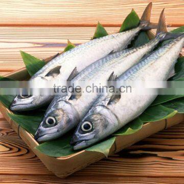 Spanish type mackerel on sale