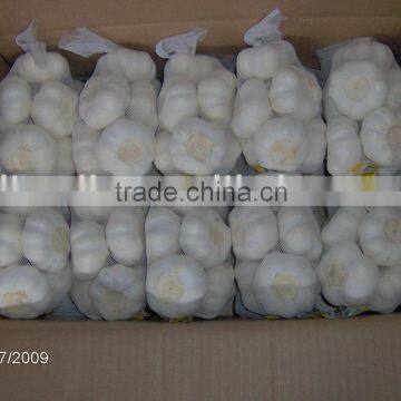 Pure White Garlic