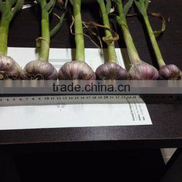 2017Hot Sale Egyptian Fresh Garlic (Red, White) for Export photo-3