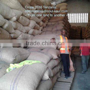 Very Good Tanzania Raw Cashew Nuts ( Tanzania Contact: 255 682 294 635) photo-6