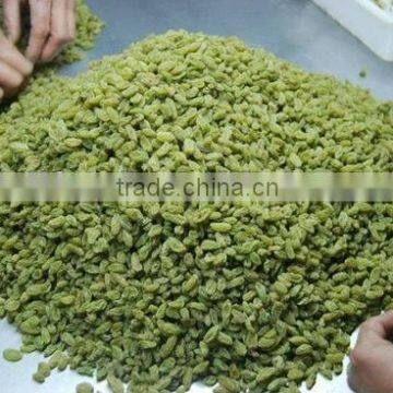 sweet xinjiang sun dried green raisin