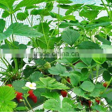 Strawberry Seedling Nursery photo-2