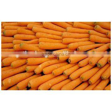 Fresh Carrot from Inner Inner Mongoli in Hot Sale