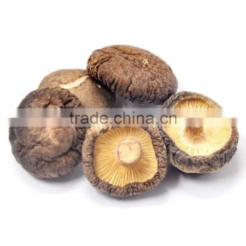 Low Price Shiitake Mushroom Extract Powder