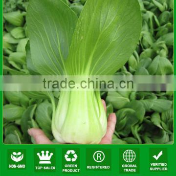 PK04 Xiaping f1 hybrid high quality heat resistant pakchoi seeds, hybrid vegetable seeds