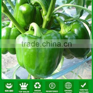 MSP24 Liangli f1 hybrid chinese pepper seeds in sweet pepper seeds supplier