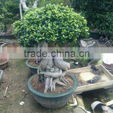 FICUS GINSENG BONSAI