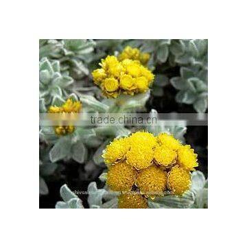 Helichrysum Oil