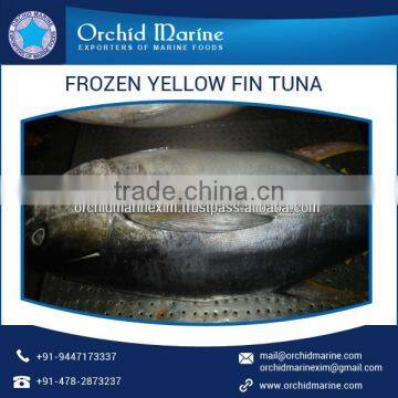 Frozen/ Fresh Delicious Whole Round Yellowfin Tuna Available for Bulk Supply photo-6