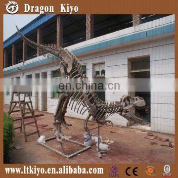 Life Size Museum Quality Dinosaur Skeleton for Exhibition photo-3