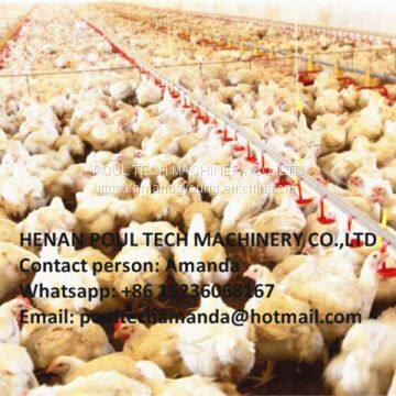 Zimbabwe Poultry Farm Automatic Broiler Floor Raising System with Nipple Drinker System & Feeding Pan System in Chicken Shed