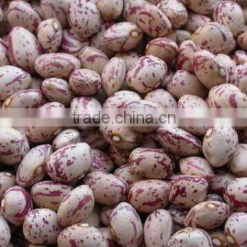Light Speckled Kidney Beans