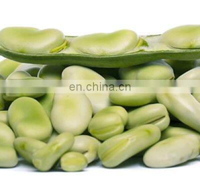 Sinocharm Frozen Vegetable Fresh and Insect Free Certified China Frozen Broad Bean photo-2