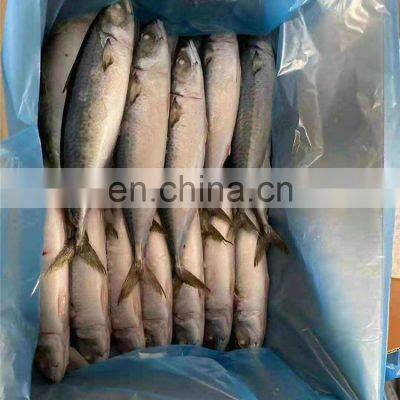 IQF Frozen Pacific Mackerel Fish Yellow Tail Pacific Mackerel