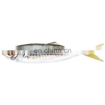 Land Frozen Small Eye Horse Mackerel Fish