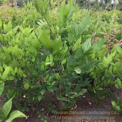 This Year, the Price of Wisteria Saplings With a Ground Diameter of 2 cm in the Climbing Plant Area of Zhejiang Region. One Sapling is From a Ground Cover Plant Base. photo-4
