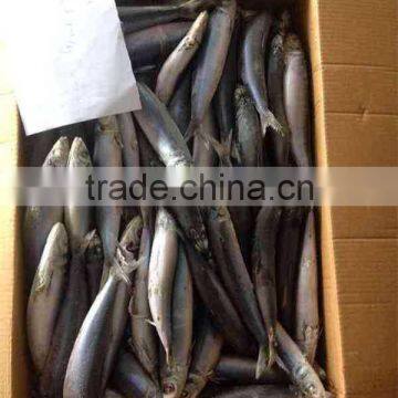 Sea Frozen Whole Round Frozen Sardine Fish photo-5