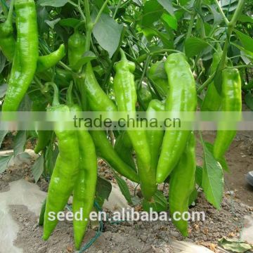 hybrid hot pepper seeds SXP No.2