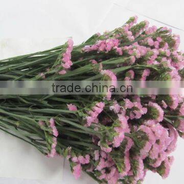 Fresh Factory Direct Fresh Cut Myosotis Flower photo-2