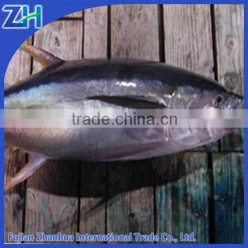 super frozen fresh yellowfin tuna fish price