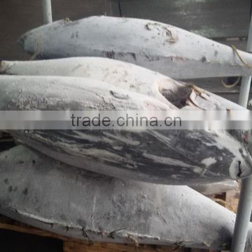 frozen tuna fish sell frozen tuna fish price