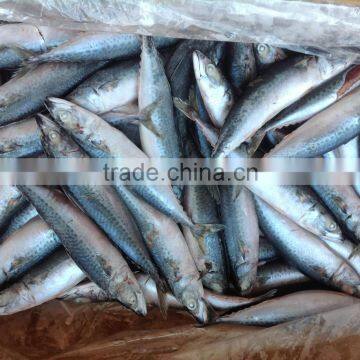 WR Frozen Mackerel 200-300g for Sale