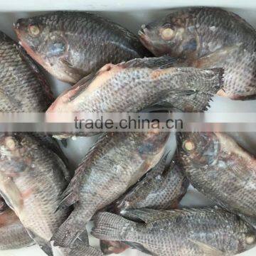 Frozen Tilapia Whole Round 300-500g