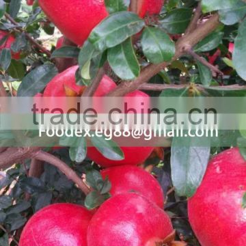 Fresh Pomegarantes from Egypt, High quality