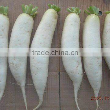 chinese local fresh radish