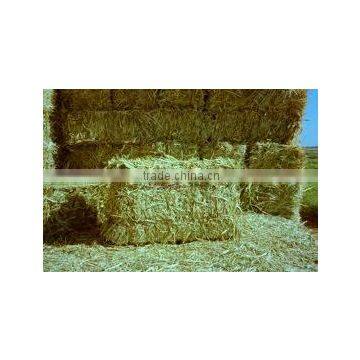 Dry hay bale, Rhode hay bale, cattle feed hay, hay for animal feeding, Rhode grass