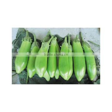 Hybrid green eggplant seeds for growing-NEW LX-2