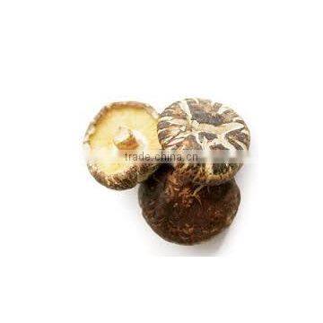 Dried Shiitake Mushroom Wholesale in China photo-3